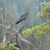 Brainy Birds: America's Smartest Bird Species