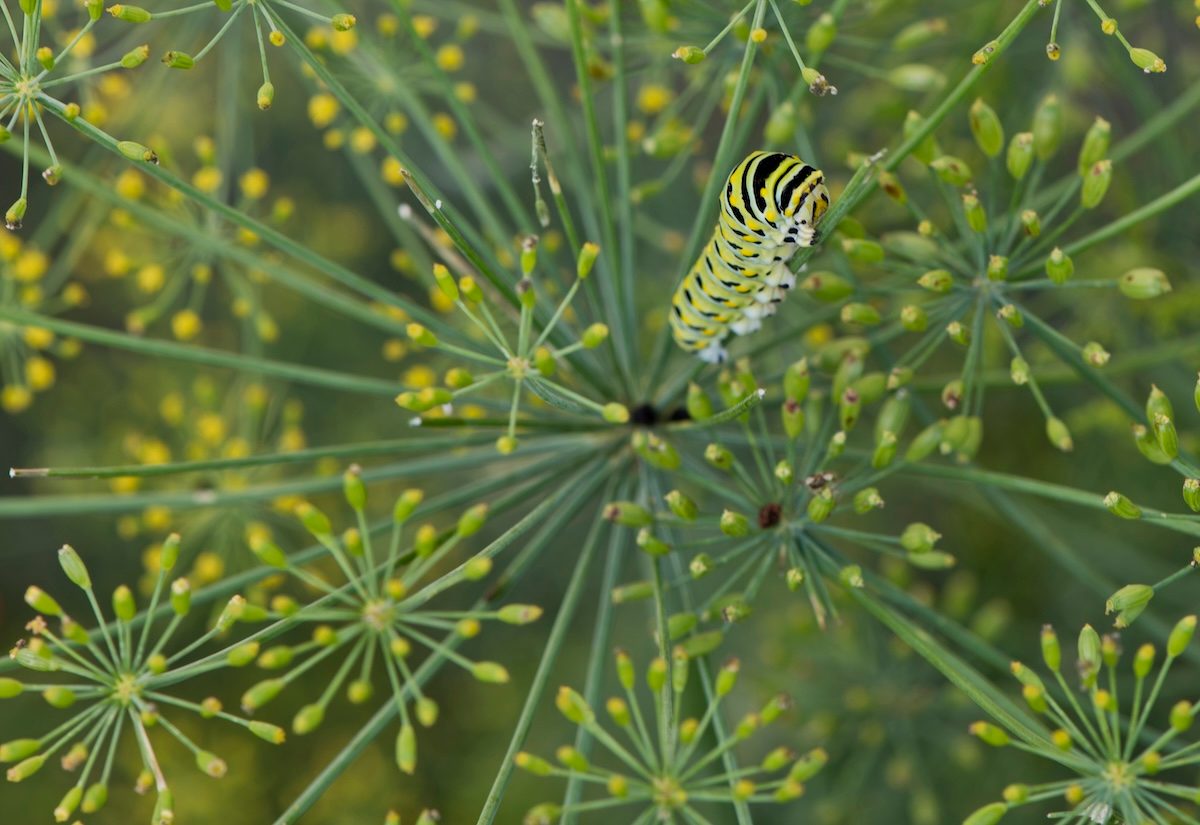 butterfly host plants, dill