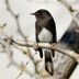 Birding Help: Identifying Mystery Birds