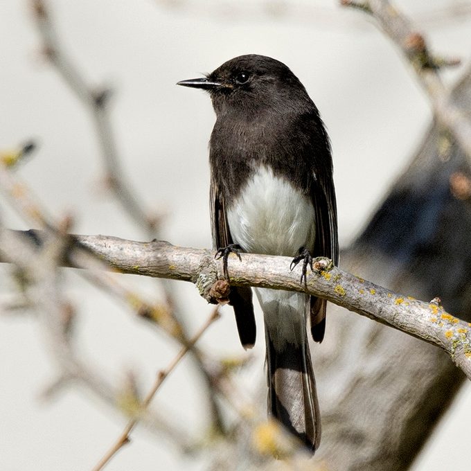 Birding Help: Identifying Mystery Birds