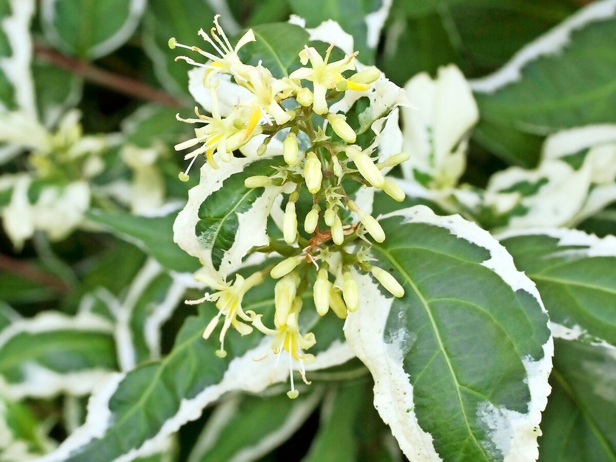 Diervilla Sessilifolia 'cool Splash'