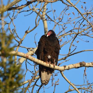 turkey vulture, dead bird