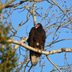 Do Dead Bird Sightings Have Meaning?