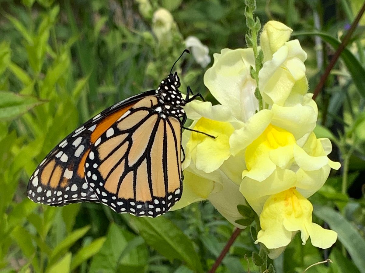 butterfly host plants, snapdragon monarch