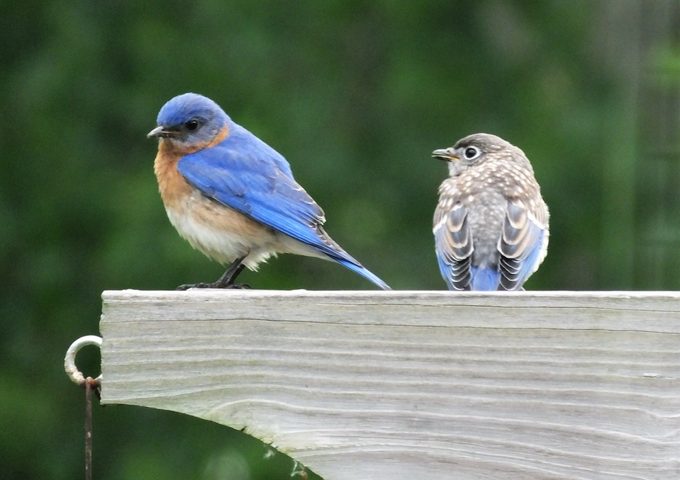 eastern bluebird with juvenile, mystery bird ID
