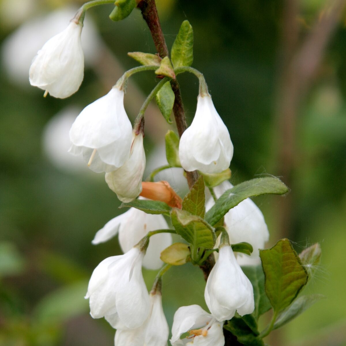 Carolina silverbell tree