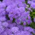 Butterflies Can't Resist Monarch Magic Ageratum Plants