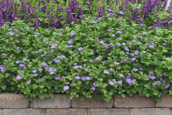 Ageratum Monarch Magic Landscape Landscape