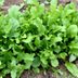 10 Fast-Growing Vegetables You Can Harvest Quickly