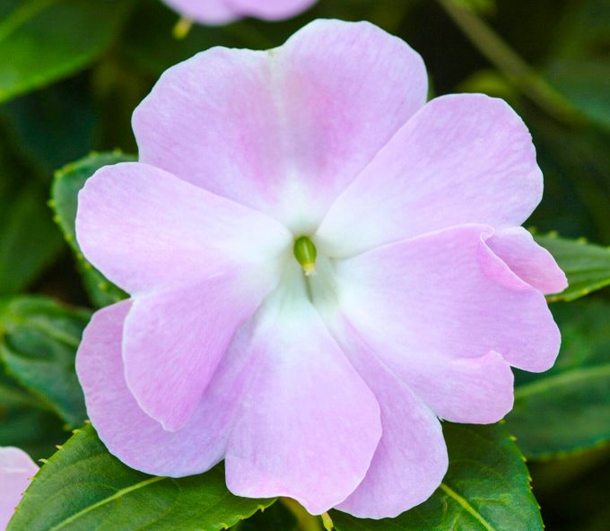 Ball New Guinea Impatiens Celebration Icy Blue Imp07 5361