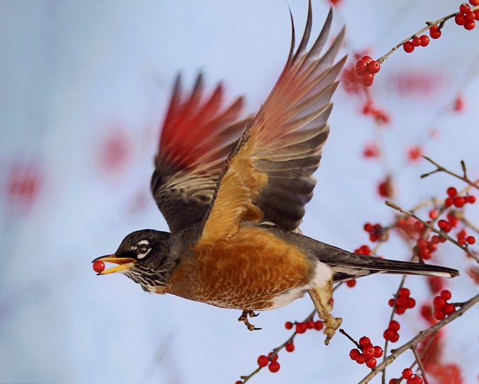 smartest birds