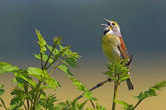 Prairie Birds: The Stunning Species of the Grasslands