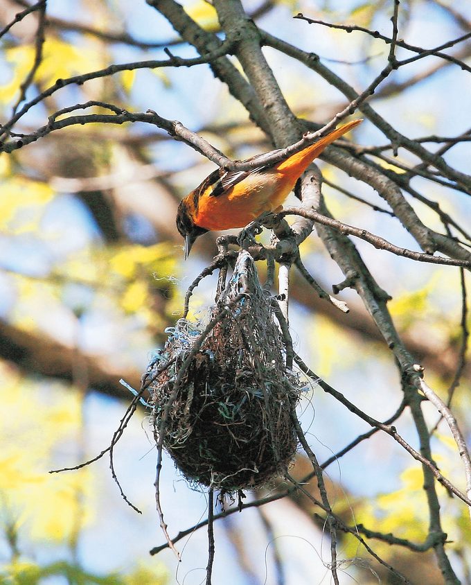 oriole nest