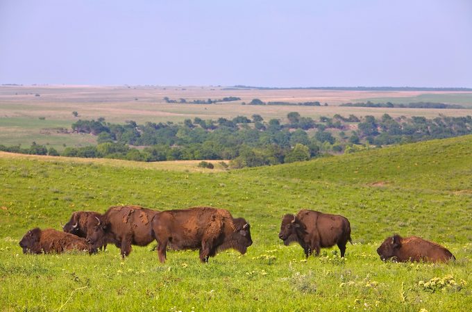 Bison Herd Grazing On Prairie At Tallgrass Prairie Preserve A Nature Conservancy Preserve Near Pawhuska Oklahoma