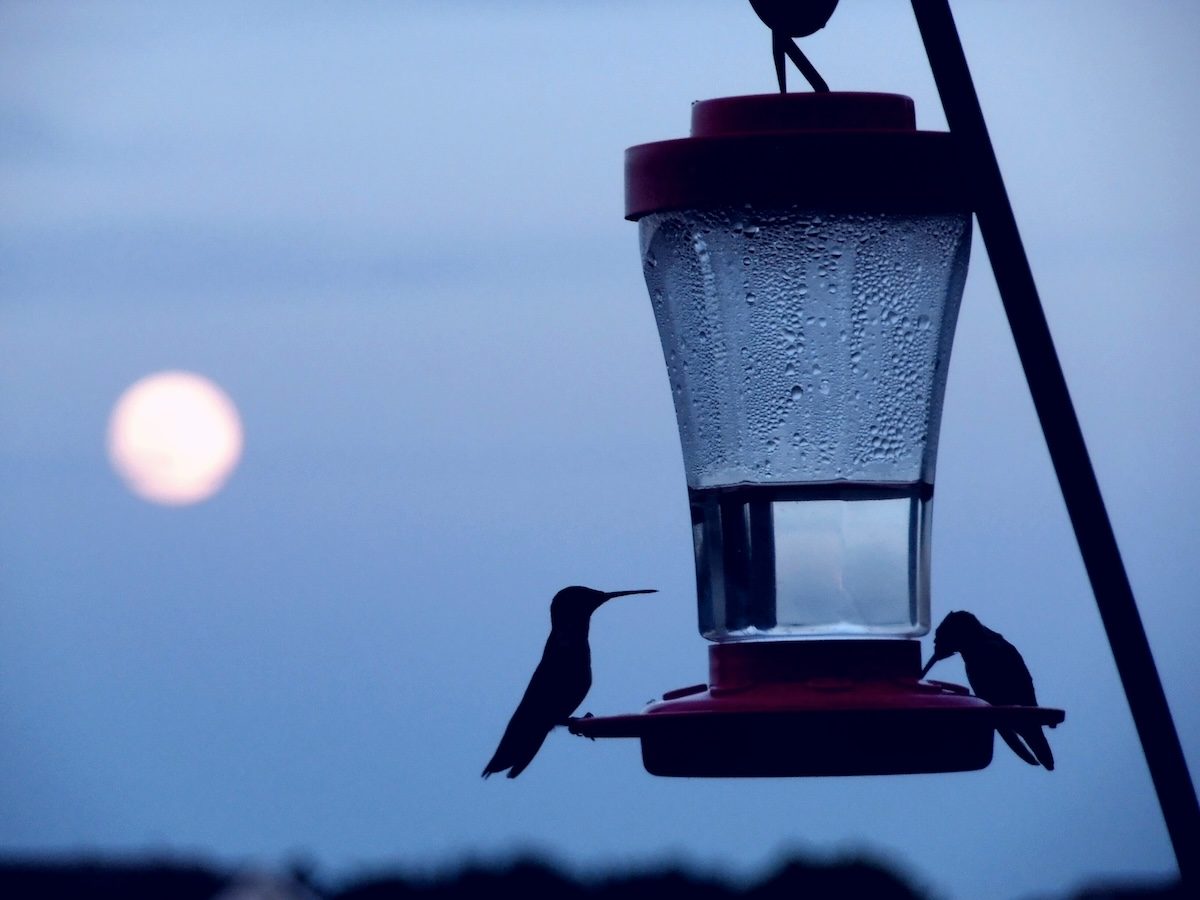 protect the birds, hummingbirds