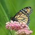 6 Fascinating Milkweed Facts You Should Know