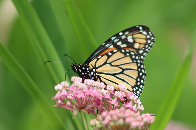 6 Fascinating Milkweed Facts You Should Know