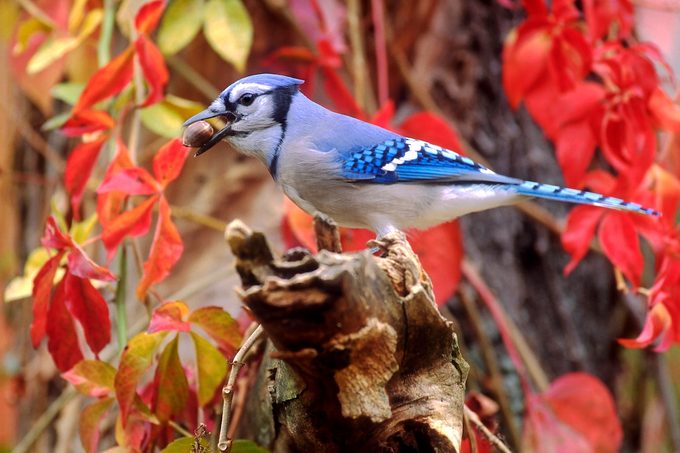 Bluejay D 10636