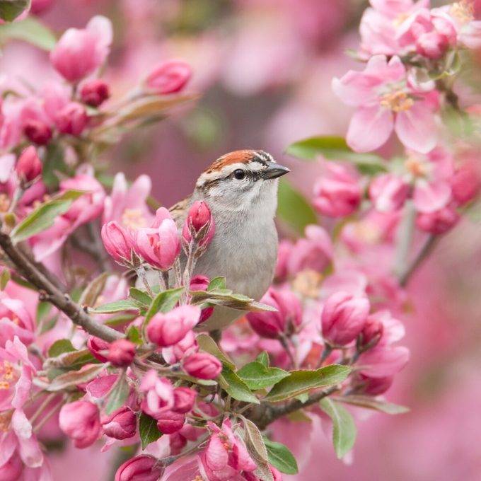 Chipping Sparrow Bci0081