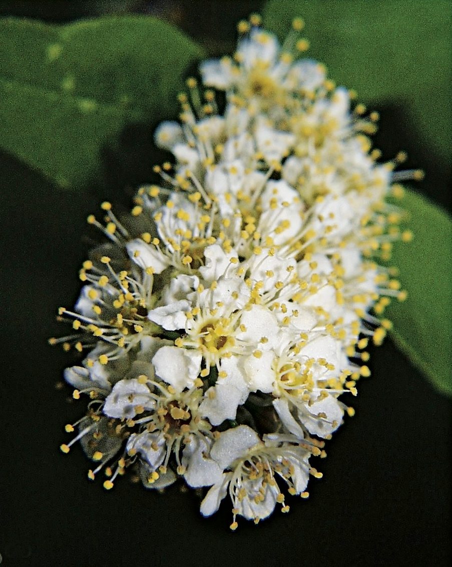 Chokecherry