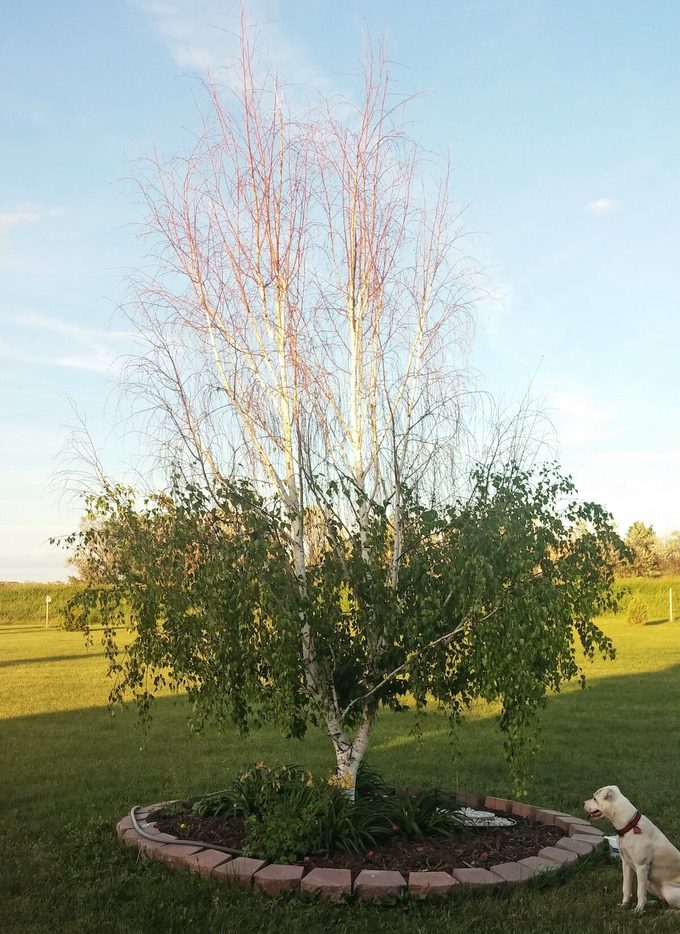 bronze birch borer damage