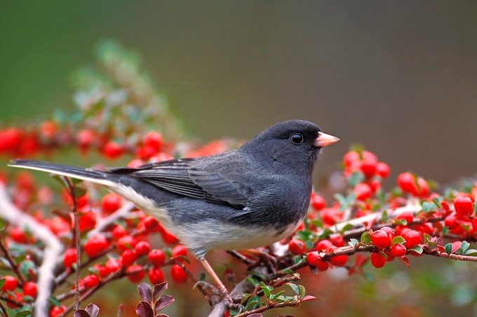 Dejunco B16435