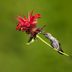 Plant Bee Balm (Monarda) in Your Pollinator Garden