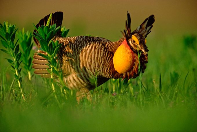 Fitzharrisprairie chicken, grassland birds