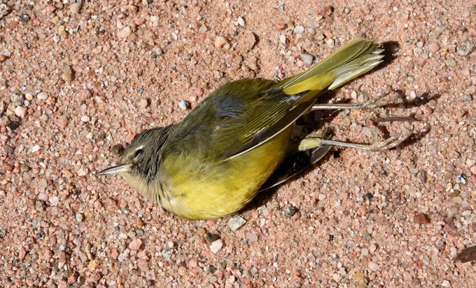 dead bird meaning