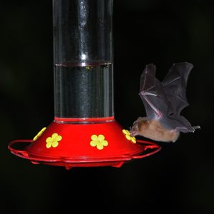 Orange Nectar Bat, hummingbird feeder