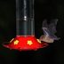 Do Bats Drink Sugar Water From Hummingbird Feeders?