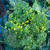 My Broccoli Plant Is Flowering: Is This Normal?