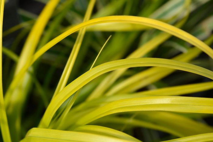 Japanese Sedge Everillo