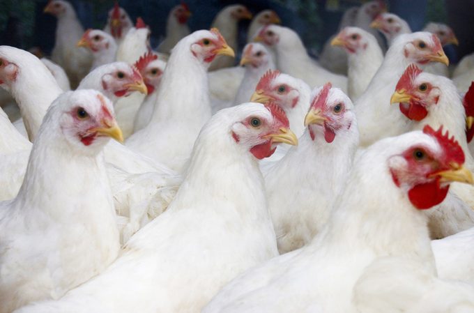 Flock of white broiler chickens, avian influenza