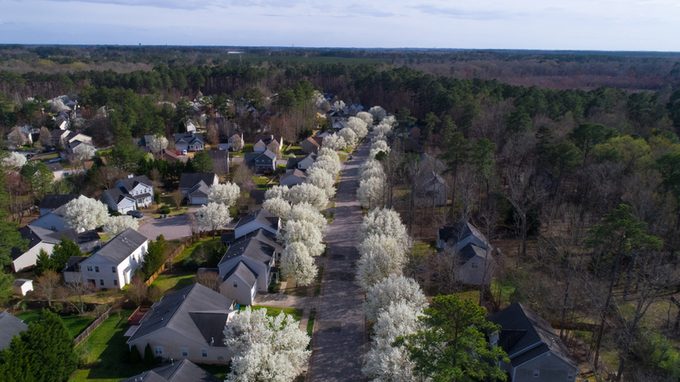 Bradford pears line neighborhood streets in the spring