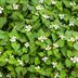 Keep Invasive Fish Mint (Chameleon Plant) Out of Your Yard