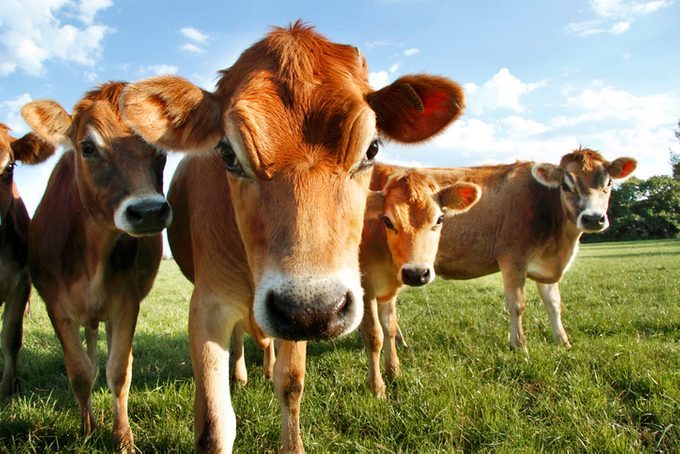 Jersey Cows