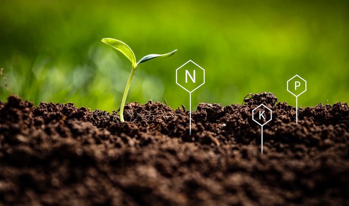 Symbols Of Chemical Elements Measured By Soil Testing Stuck Into Ground Next To Growing New Plant