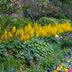 11 Plants That Like Shade and Wet Soil