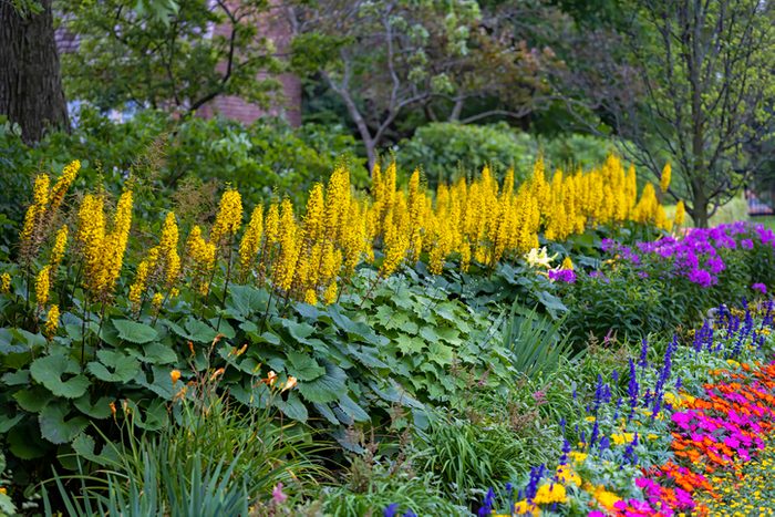 11 Plants That Like Shade and Wet Soil