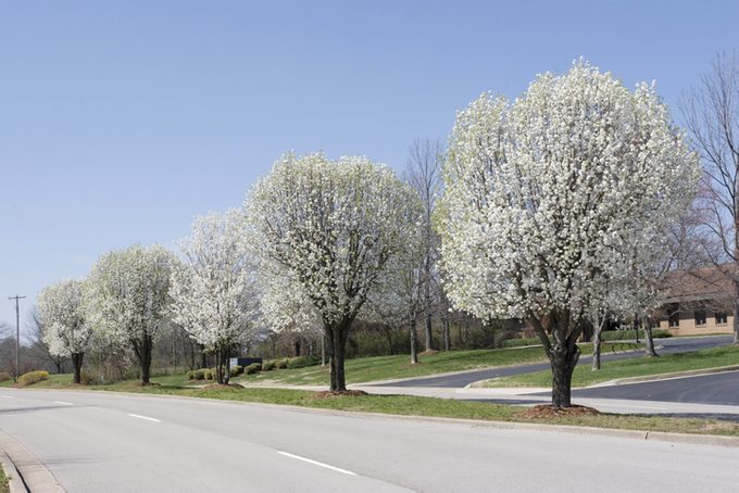 Row of Bradford Pear Trees in Spring