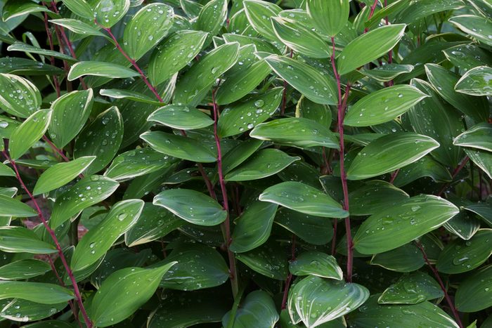 Fragant Solomon's Seal (Polygonatum odoratum var. pluriflorum Variegatum) in spring, Quebec, Canada