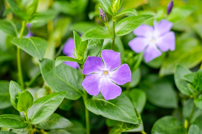 Lesser Periwinkle. Hardy Green Perennial. Flowering Plant With Purple Flowers. Vinca Minor. Creeping Myrtle, impatiens vs periwinkle.