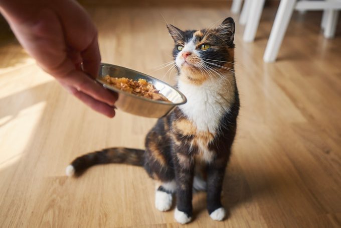 Pet owner feeding his tabby cat