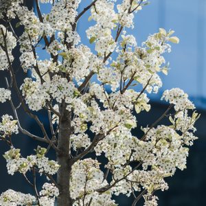 Pyrus calleryana (binomial name),Callery pear , European wild pear,Redspire tree
