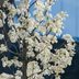You Could Get Paid to Remove an Invasive Callery Pear Tree
