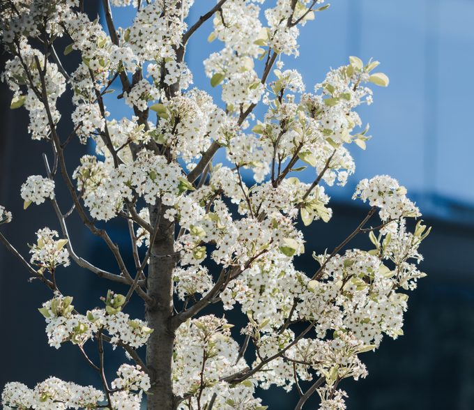 You Could Get Paid to Remove an Invasive Callery Pear Tree