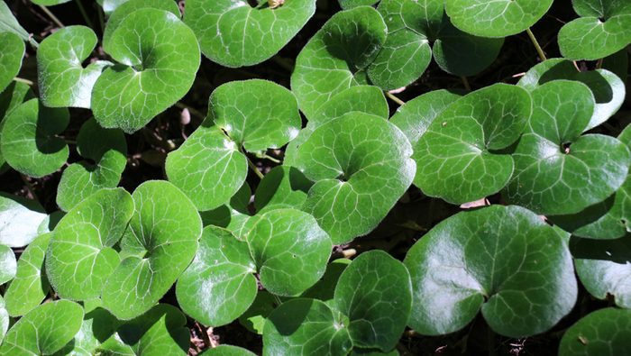 Asarum europaeum grows in the forest