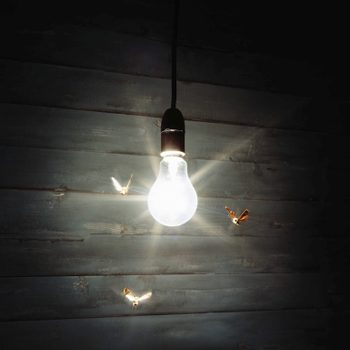 Three moths flying around illuminated light bulb