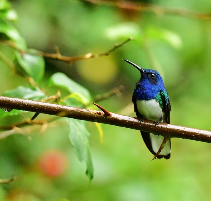 White Necked Jacobin Hummingbird in Costa Rica